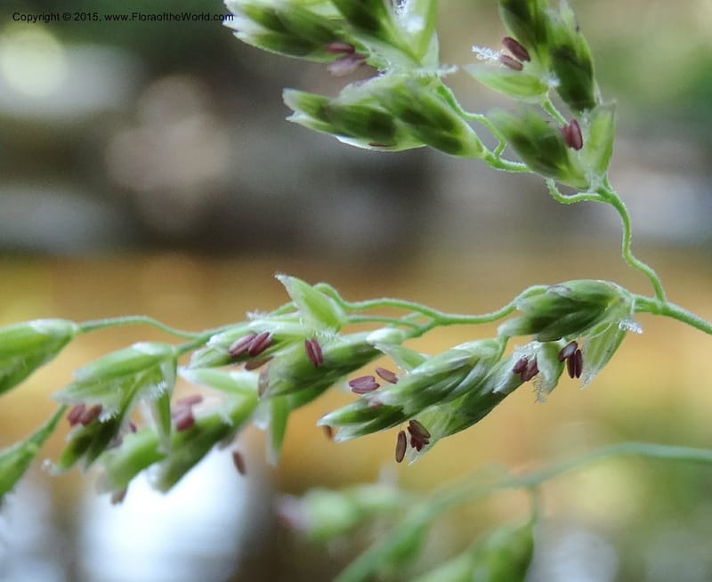 Torreyochloa pallida var. pauciflora, Davidson, C 12609--Idaho. Valley Co. Payette Lake. Sylvan Cr. 20 Jul 2014. DSC00669 (59).JPG