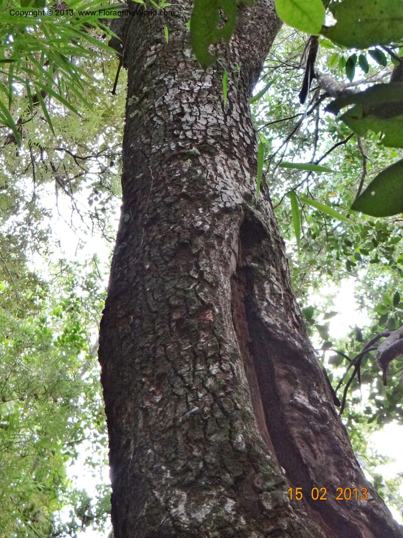 Gomortega keule, W. D. Stevens 34081--Chile, R N  Los Queules, 15 Feb 2013  8107 (11).JPG