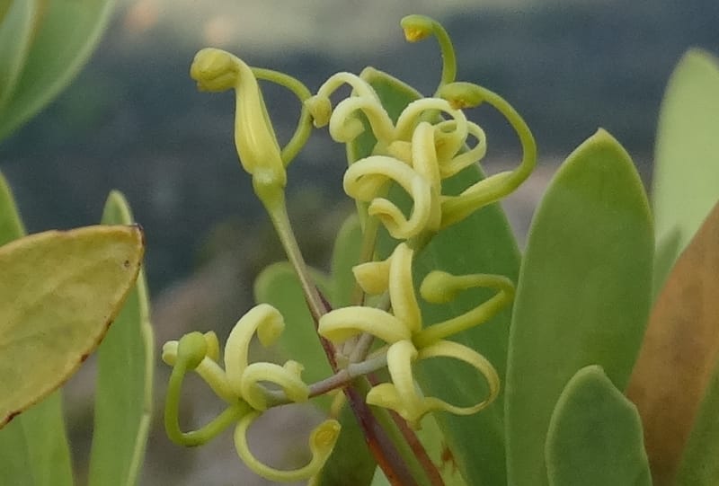 Stenocarpus umbellifer, Callmander, M 1251--New Caledonia. Col d'Arama. 16 Nov 2015. DSC02942 (30).JPG