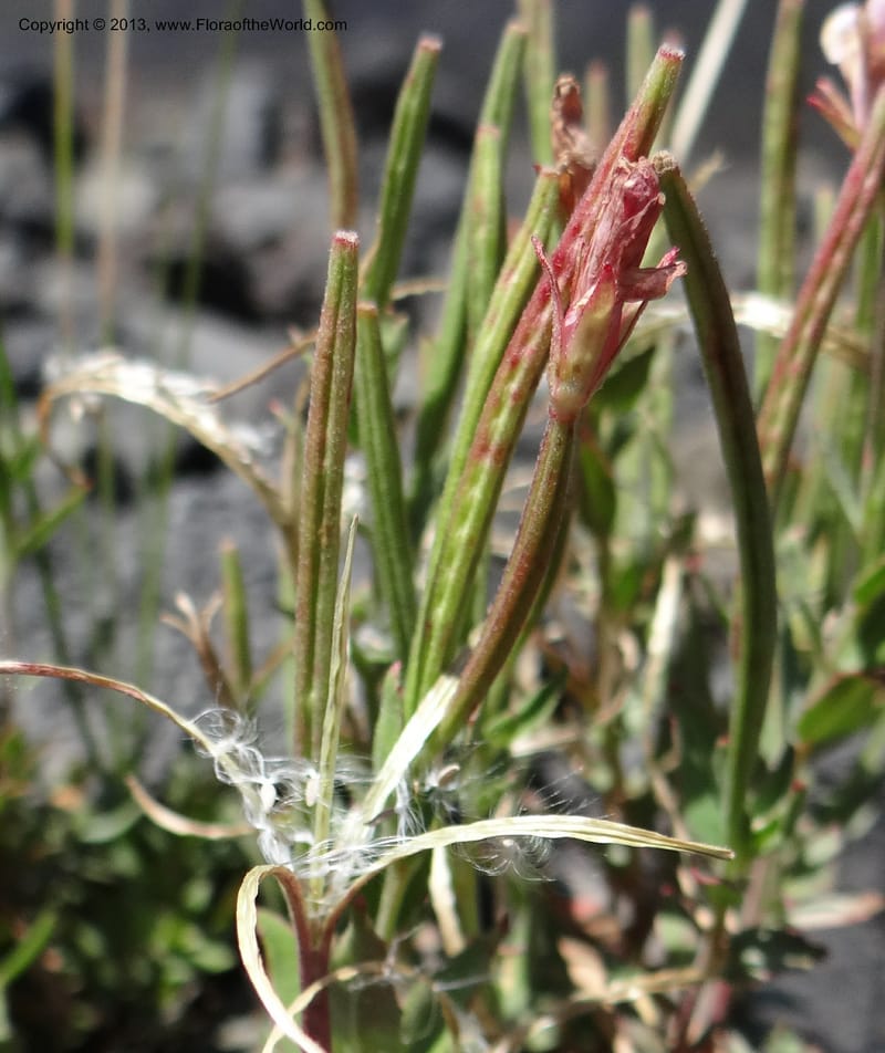 Epilobium, WDS 34141--Chile. P.N. Laguna del Laja. Ski lodge. 18 Feb 2013. DSC01783 (4).JPG