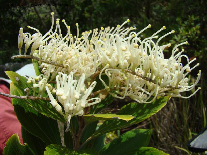 Grevillea exul, Minzinger, J 4674--New Caledonia, Province du Sud, Dumbea barrage,  11 Nov 2007 347 (6).jpg