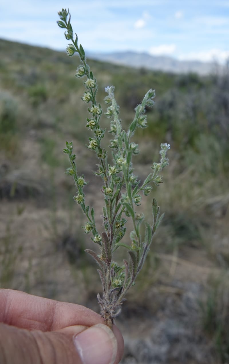 Lappula redowskii var. cupulata, C. Davidson 13659--ID. Hwy 22 W of Dubois. 17 Jun 2017. DSC02303 (109).JPG