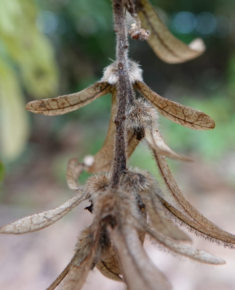 Engelhardia serrata, D. Boufford 44146--China. Yunnan. Along G213. 4 May 2018. DSC02084 (114).JPG