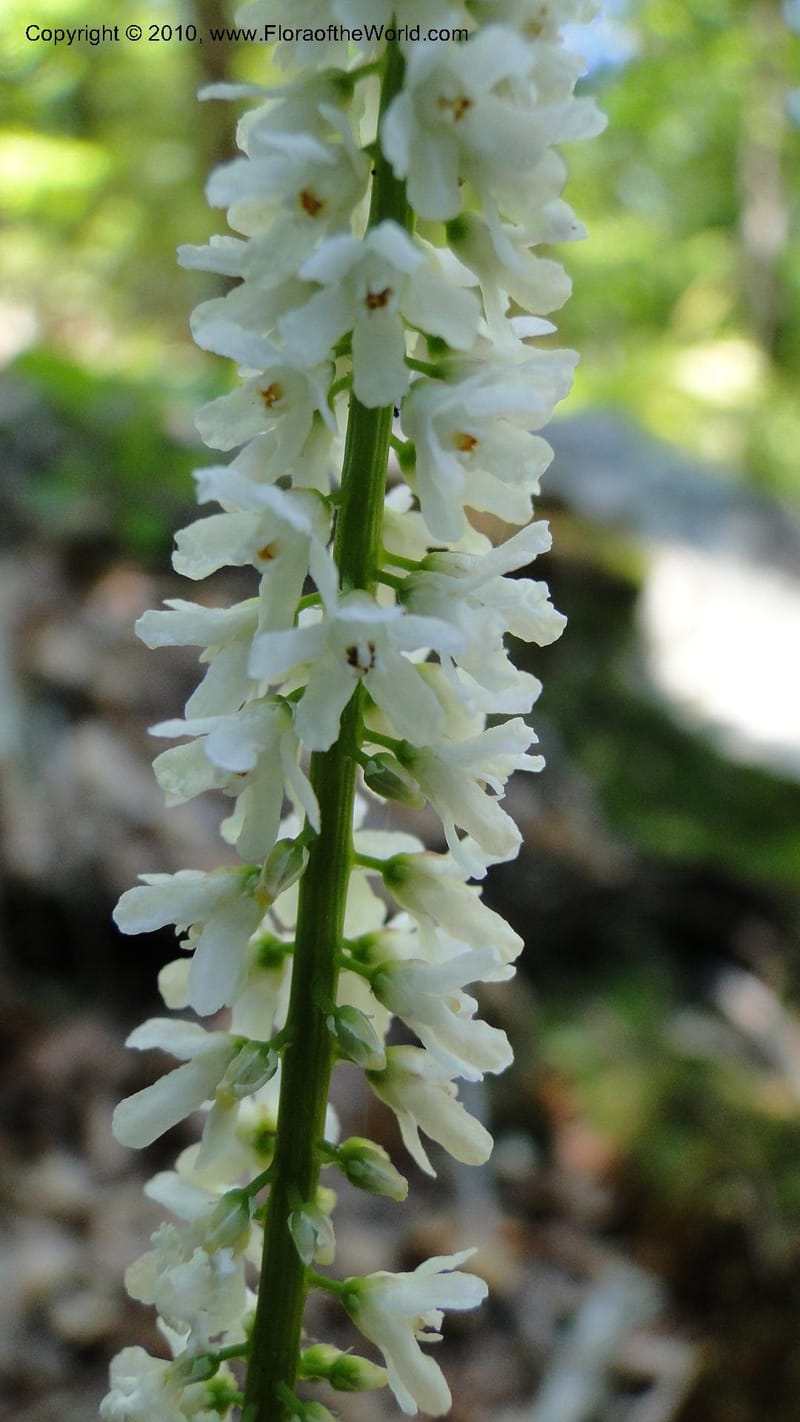 Galax aphylla, Mori 27456--North Carolina. Stokes Co. 26 May 2010. 088 (52).jpg