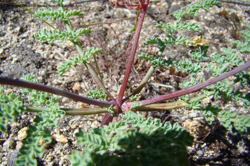 Cymopterus glaucus, C. Davidson 11362--Idaho. Idaho Co. Salmon River. Polly Bemis Ranch. 27 May 2009. 254.jpg