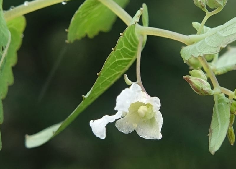 Impatiens apsotis, C. Davidson 13746--China. Yunnan. Tianbao Shan. 10 Aug 2017.  (183).JPG