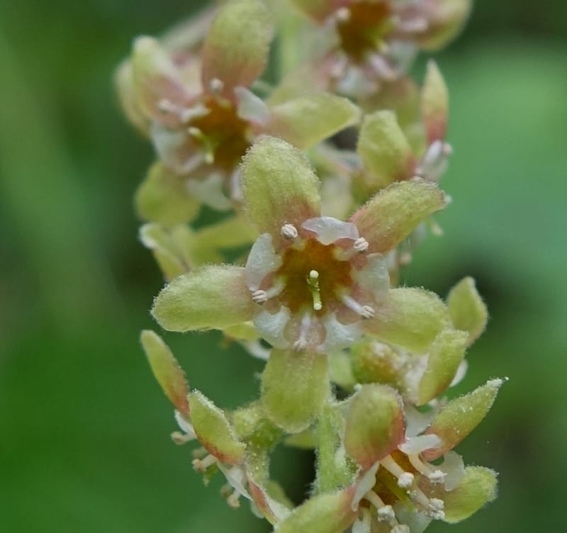 Ribes japonicum--Japan. Niigata. Sasagamine. Yu Memidaira. Forest Therapy Trail. 28 May 2016. DSC04970 (144).JPG