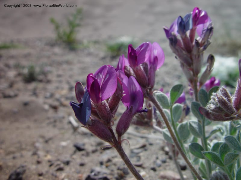 Astragalus purshii--ID. Owyhee Co. Bruneau Dunes St. Park. 20 Apr 03. 018.jpg