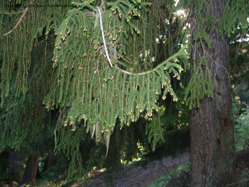 Picea orientalis--Georgia. Bakuriani Botanical Garden. Forest. 7 Jun 05. 087.jpg