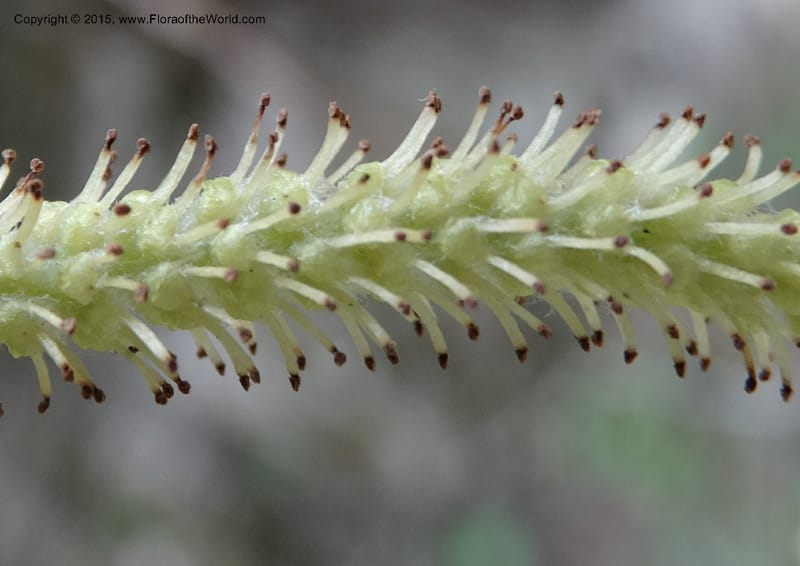 Salix, Boufford, D 43734--China. Sichuan. XinZhaZi Gou. 14 May 2014. DSC06426 (122).JPG