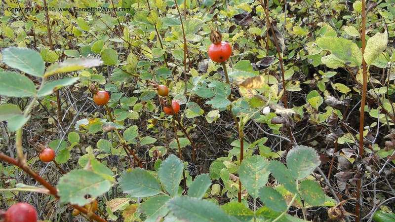Rosa nutkana, C. Davidson 11814--OR. Hood River Co. Old Dalles Rd., 2 mi E of E. Side Dr. 10 Sep 10. 001 (64).jpg