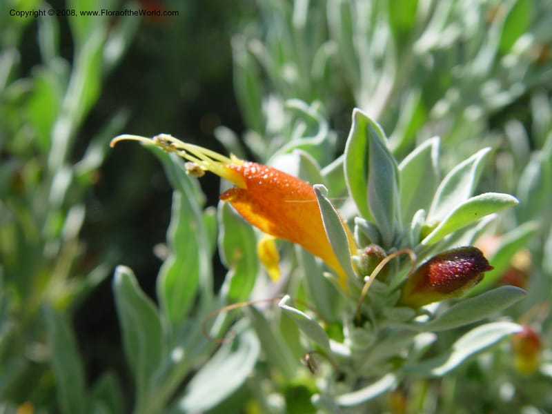 Eremophila glabra--Spain. Barcelona Botanic Garden. 21 Apr 04. 039.jpg