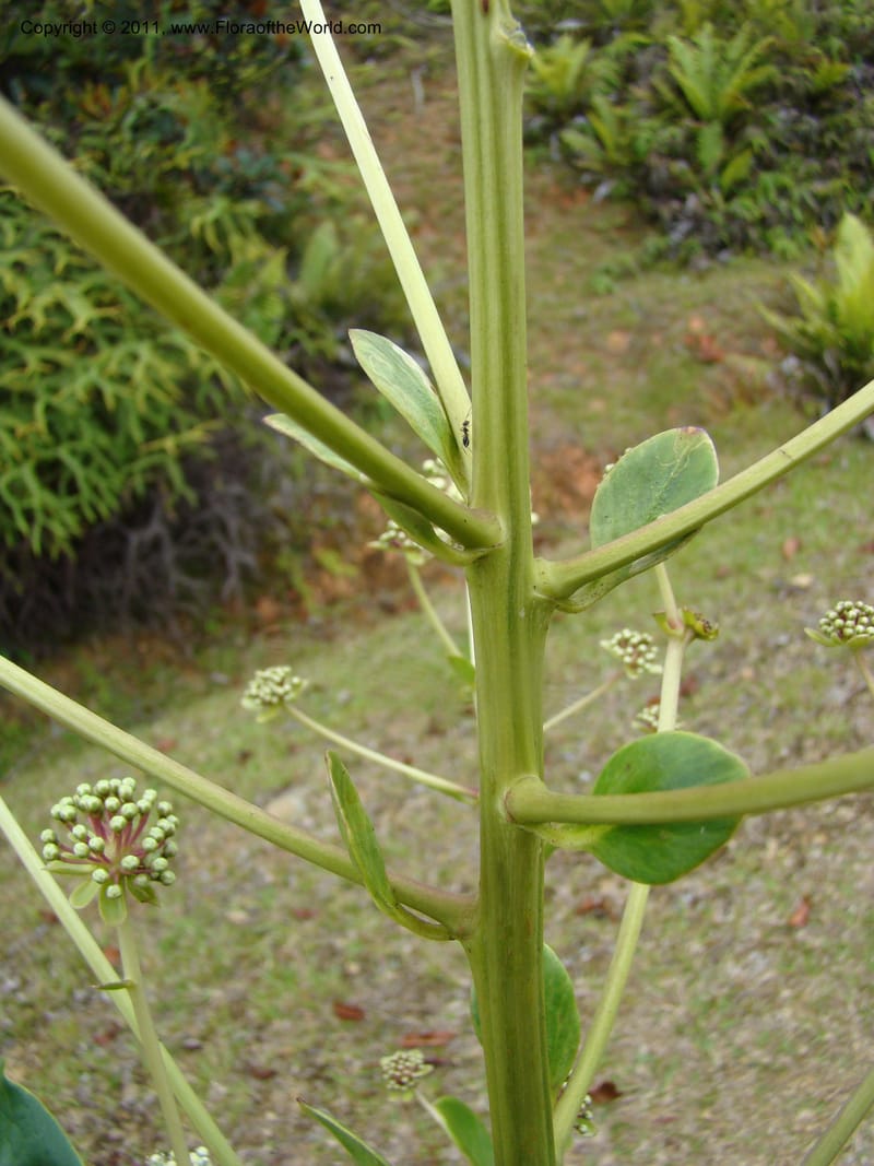 Myodocarpus pinnatus, Lowry, P 6895--New Caledonia, ProvN, Aoupinié 15 Nov 2007 378 (7).jpg
