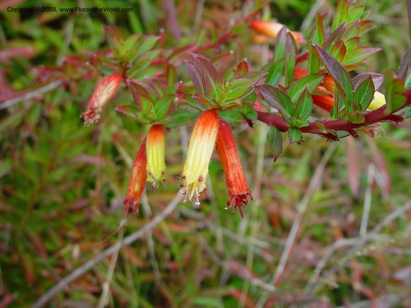 Cuphea micropetala. 56.0007--CA. Berkeley Bot. Gard. 11 Feb 03. 086.jpg