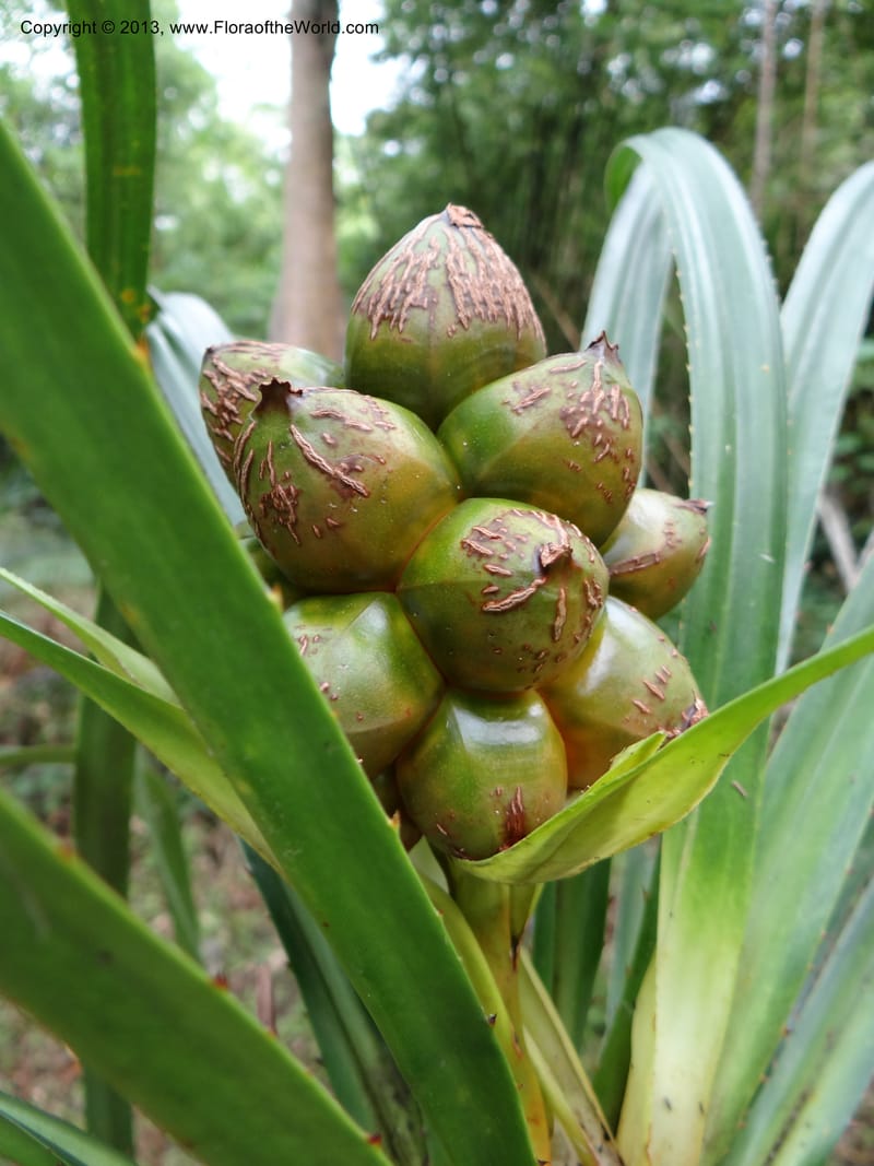 Pandanus calcis, Callmander 1048--Thailand. Prachuap Khiri Khan Prov. Ma Rong Cave. 13 Nov 2012. DSC08906 (92).JPG