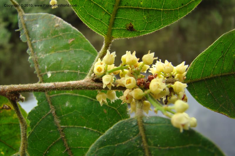 Protium, RVasquez34858--Peru. Loreto. Dist. Nauta. Qbda Nawapa, Rio Tigre. 11 Nov 08. 373.jpg