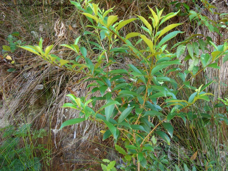 Wikstroemia indica, J Munzinger4671,New Caledonia,Dumbea barrage 11Nov2007 220 (15).jpg