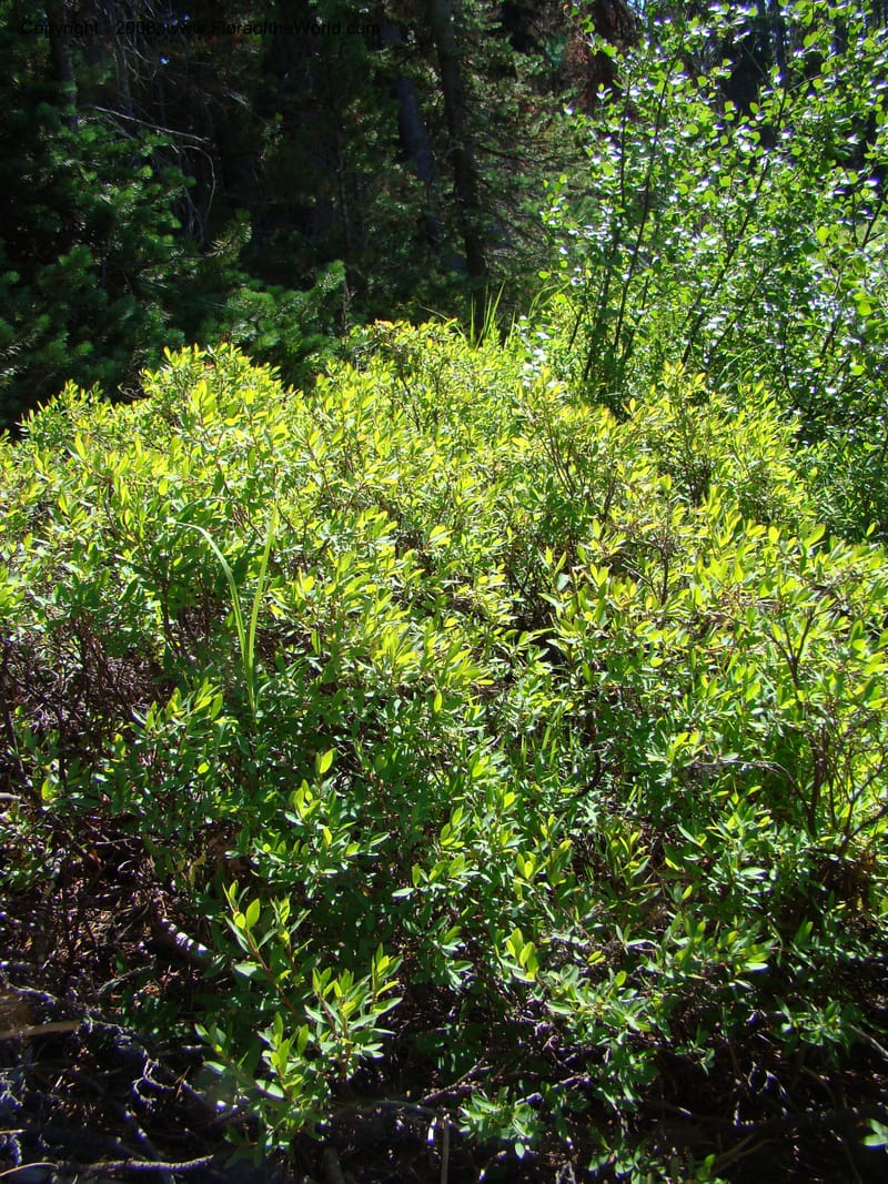 Vaccinium occidentale, CDavidson11270--ID. Idaho Co. Warren Wagon Rd., Sesesh Cr. 24 Aug 08. 014.jpg