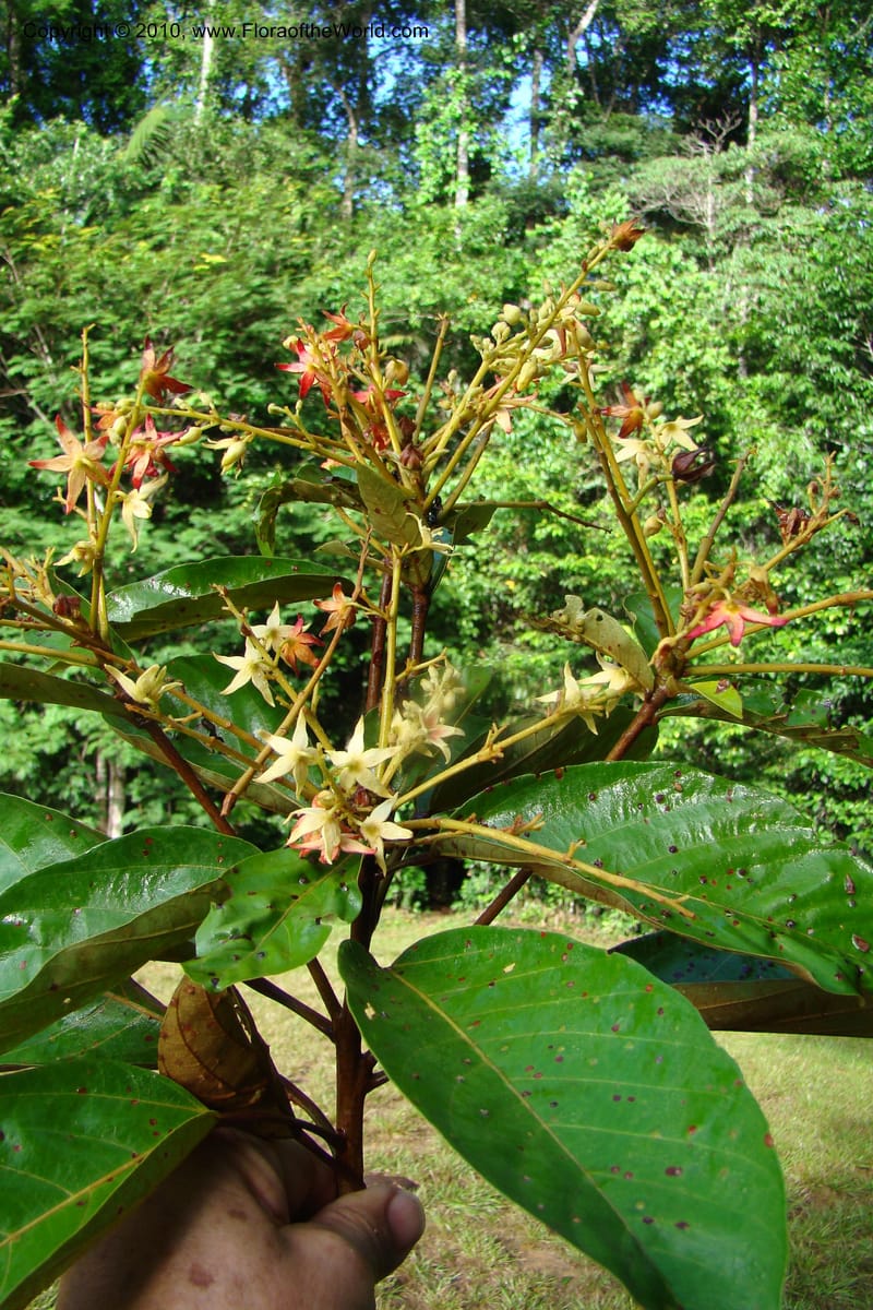 Sterculia villifera, Mori, 27339--French Guiana. Les Nouragues Station. 27 Oct 09. 056.jpg