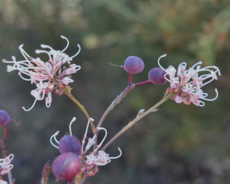 Grevillea endlicheriana, Davidson, C 13385--Australia. W.A. Hay Flat Rd. 22 Oct 2016. DSC03956 (2).JPG