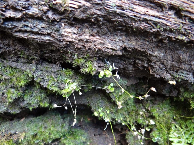 Utricularia, VC 5533--Thailand. Chiang Mai Prov. Doi Pha Hom Pok Nat. Park. 10 Nov 2012. DSC08349 (143).JPG