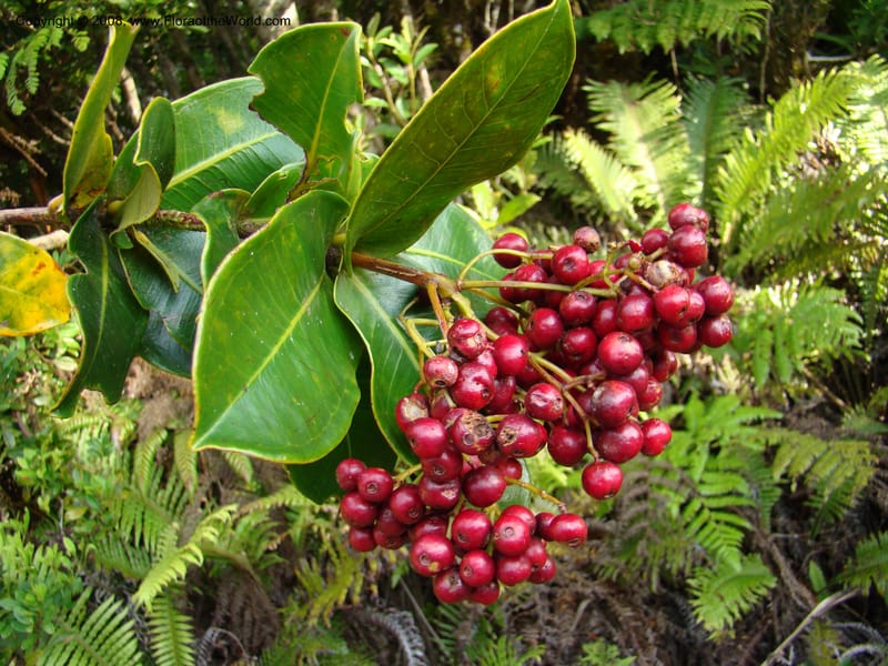 Syzygium, JMunzinger4715--New Caledonia. Mandjelia. 13 Nov 07. 292.jpg