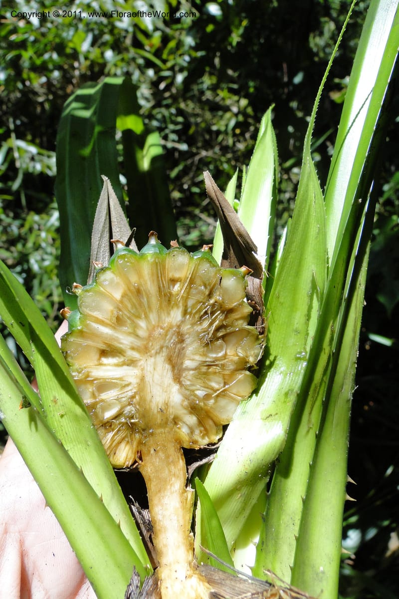Pandanus tonkinensis, Regalado 1861--Viet Nam. Unknown mountain. 10 May 2011. 162 (34).jpg