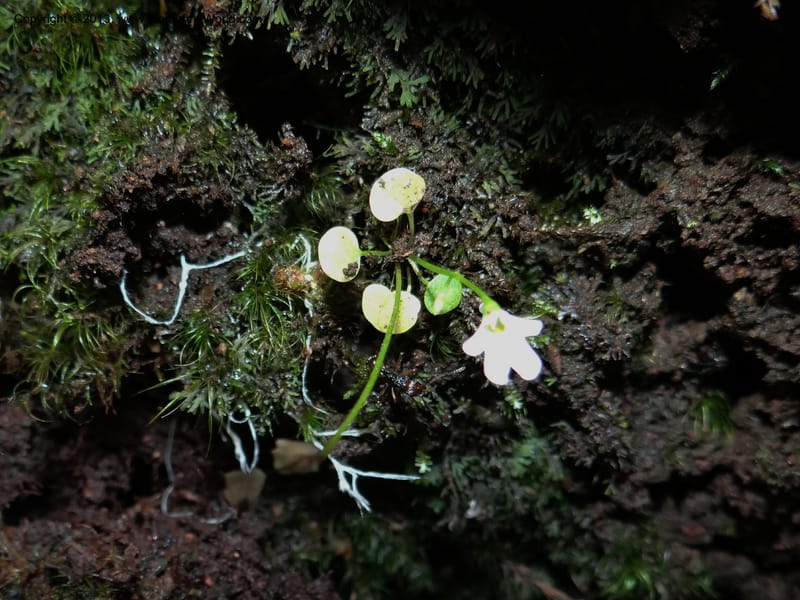 Utricularia, VC 5533--Thailand. Chiang Mai Prov. Doi Pha Hom Pok Nat. Park. 10 Nov 2012. DSC08349 (131).JPG