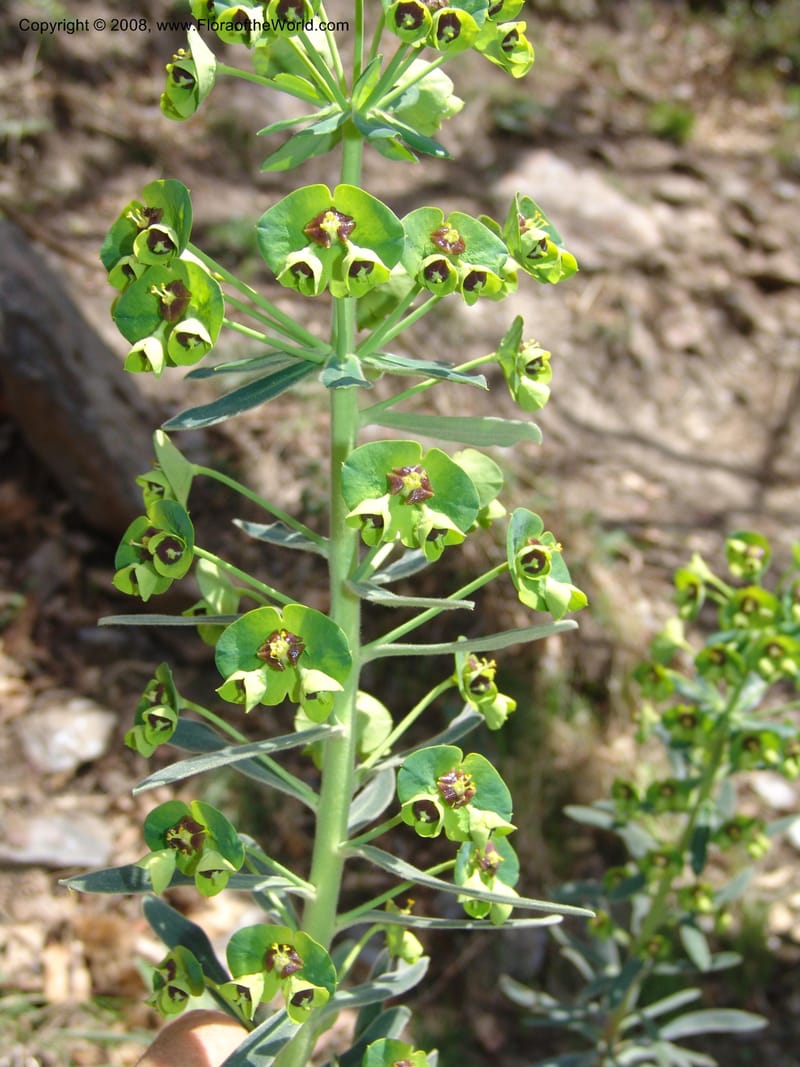 Euphorbia characias--Spain. Pr.Granada. Trail upslope from Pampaneira. 20 Apr 05. 013.jpg