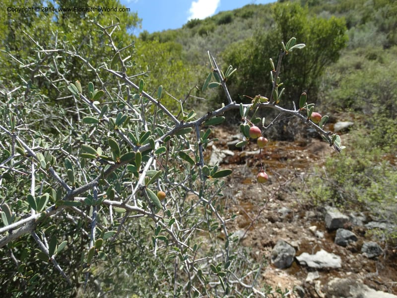 Putterlickia pyracantha, Davidson, C 12273--South Africa. Western Cape. S of Oudtschoorn. 20 Jan 2014. DSC00850 (33).JPG