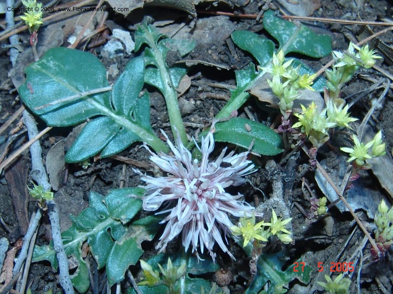 Centaurea raphanina ssp. raphanina --Crete. Samaria Gorge. 27 May 05. 026.jpg