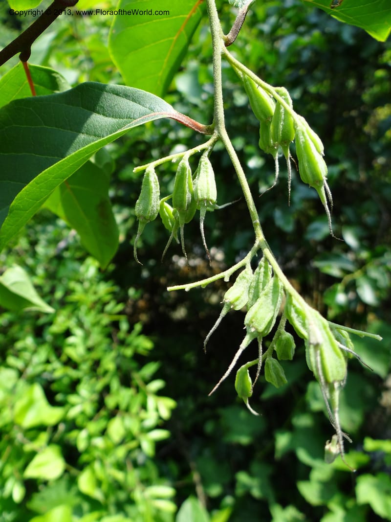 Pterostyrax corymbosus, Li Pan 1205274--China. Zhejiang Prov. Shunxi Village. 28 May 2012. DSC00347 (186).JPG