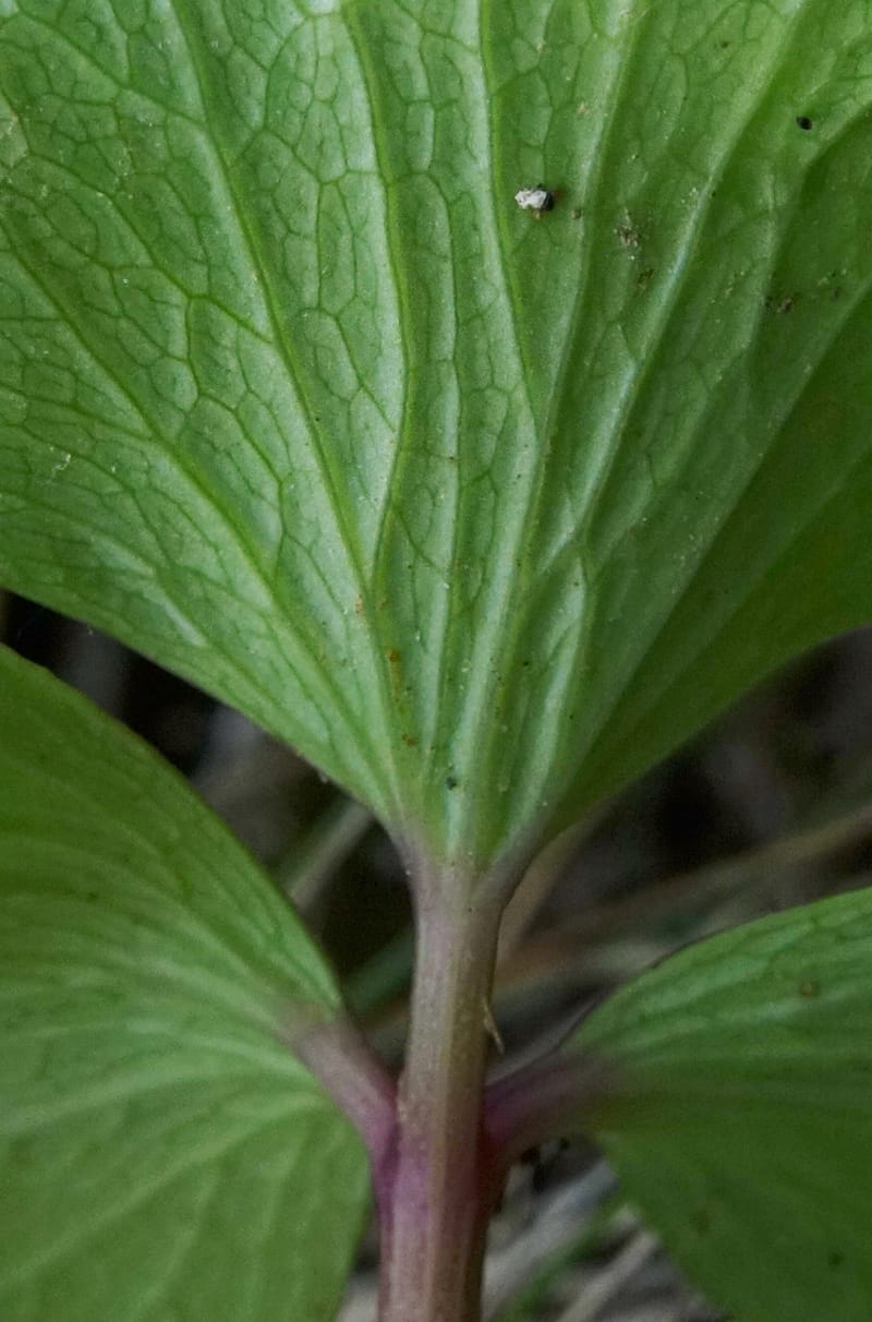 Ligusticum scoticum subsp. hultenii, Boufford 43939--Japan. Hokkaido. Konpira Cape. 5 Aug 2016. DSC01214 (27).JPG