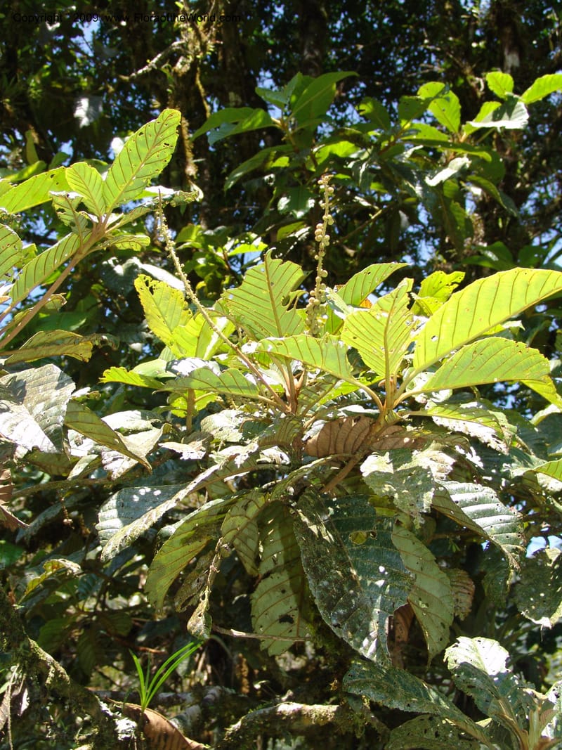 Clethra, Croat94765--Ecuador. Prov. Carchi. El Chical, twd El Carmen. 17 Feb 05. 028.jpg