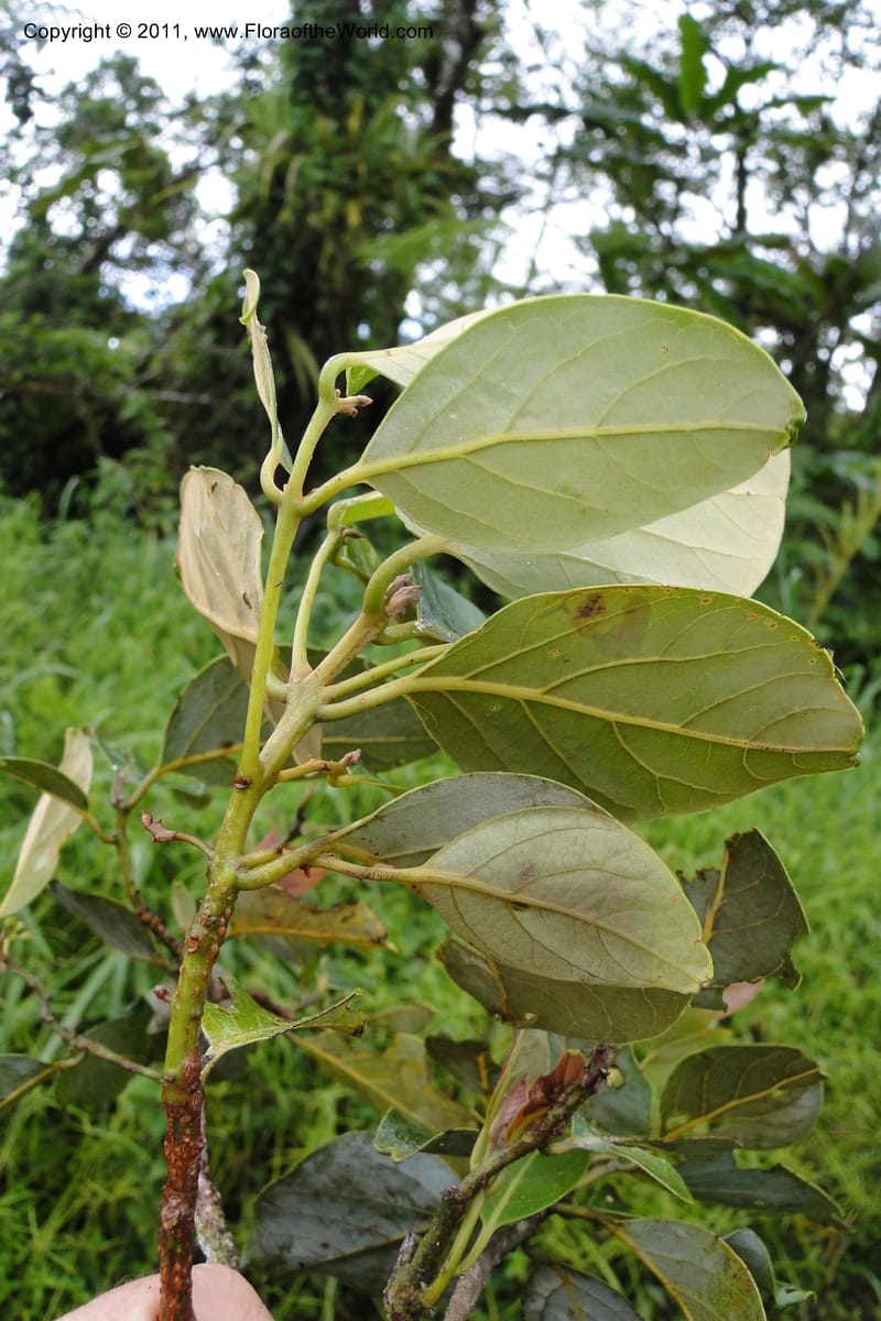 Endiandra, J. Munzinger 6507--Fiji. Area of Monasavu Dam I. 9 Feb 2011. 402 (33).jpg
