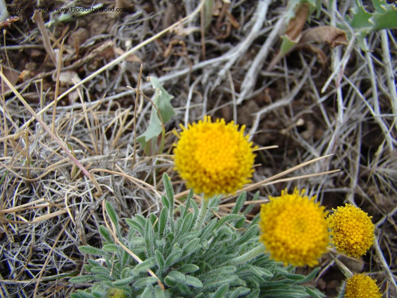 OR. Malheur Co. Leslie Gulch. 1 Jun 08. 130.jpg