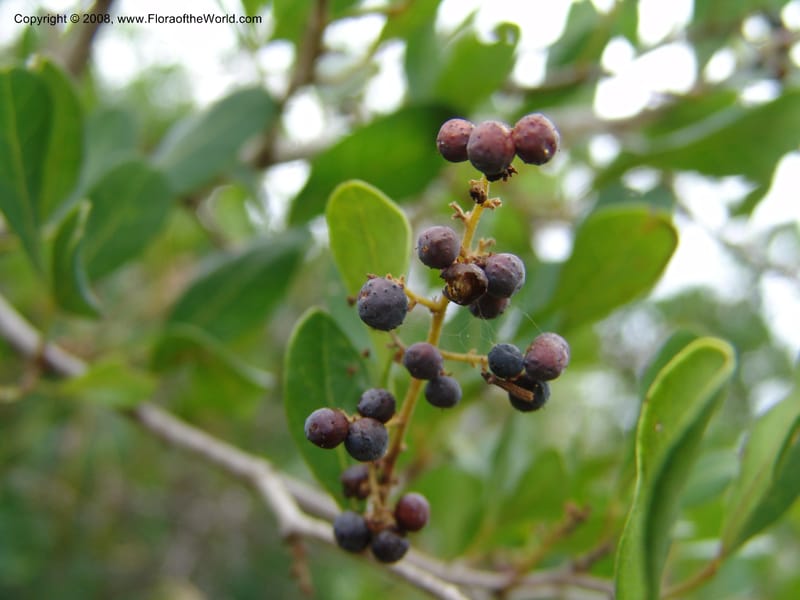 Rhus--Tanzania. Zanzibar. Jozani Forest to Paje Rd.. 17 Jul 0 (89).jpg