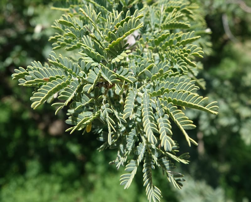 Acacia hebeclada, L. Nanyeni 1229--Namibia. Hwy B1. Odom 59. 25 Mar 2018.DSC03325 (5).JPG