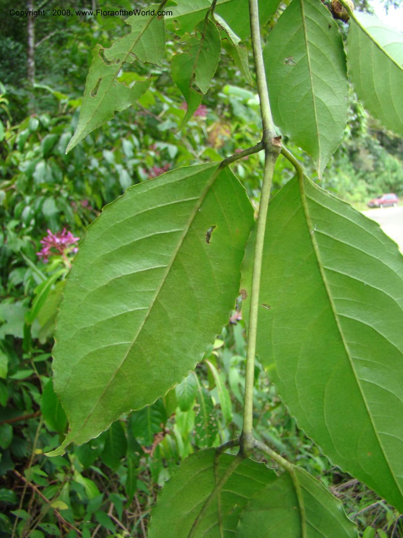 Turpinia occidentalis, NMartinezM2410--MX. Chiapas. Cta. Guapilla-Tapalapa. 13 Sep 08. 204.jpg