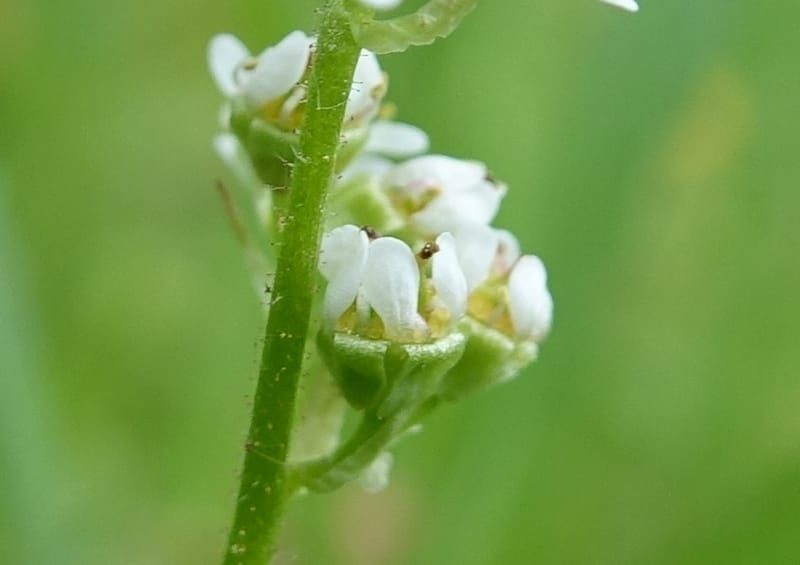 Micranthes oregana, C. Davidson 13615--CA. Modoc Co. Warner Mts. Hwy 299. 7 June 2017. DSC01455 (98).JPG