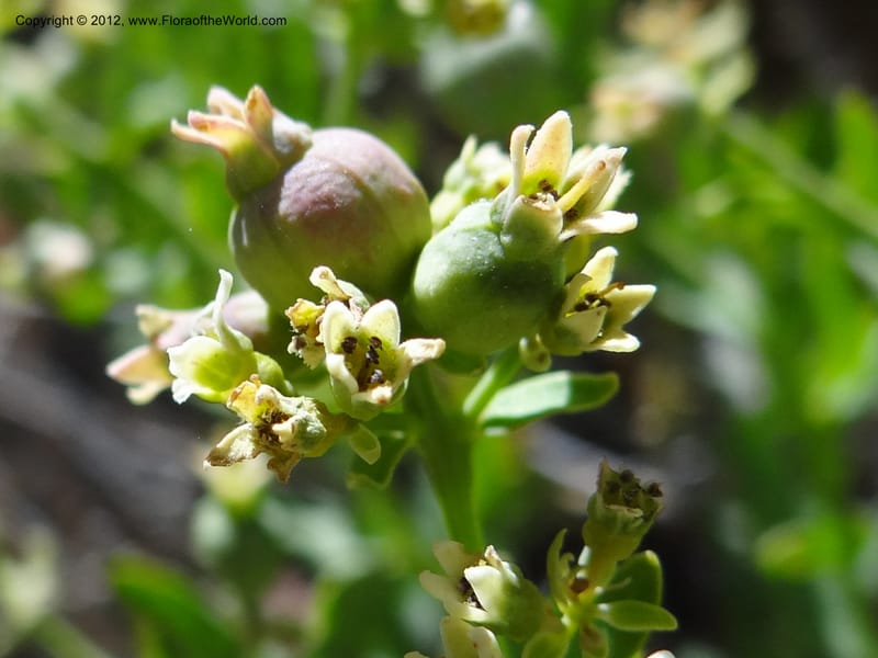 Comandra umbellata, Davidson, C 11942--AZ. Yavapai Co. Crown King Rd. 7 May 2012. DSC0894 1 (99).JPG