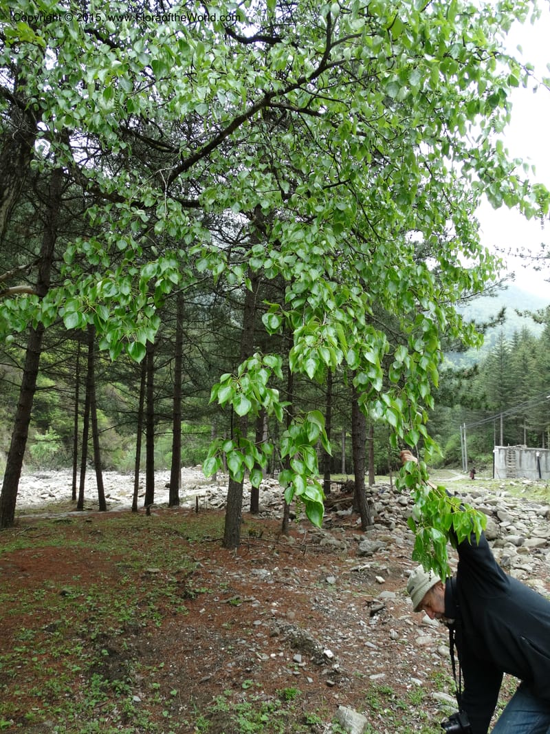 Populus, Boufford, D 43740--China. Sichuan. XinZhaZi Gou. 14 May 2014. DSC06426 (13).JPG