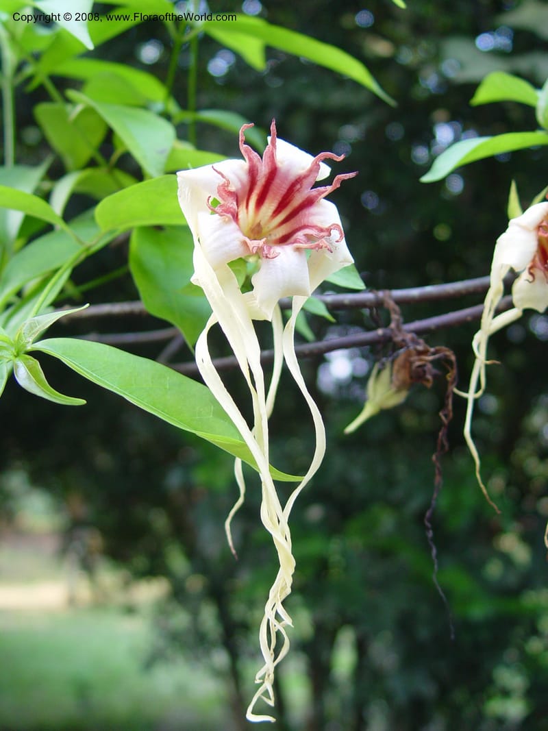 Strophanthus--Ghana. Aburi Botanic Garden. 10 Dec 03. 153.jpg