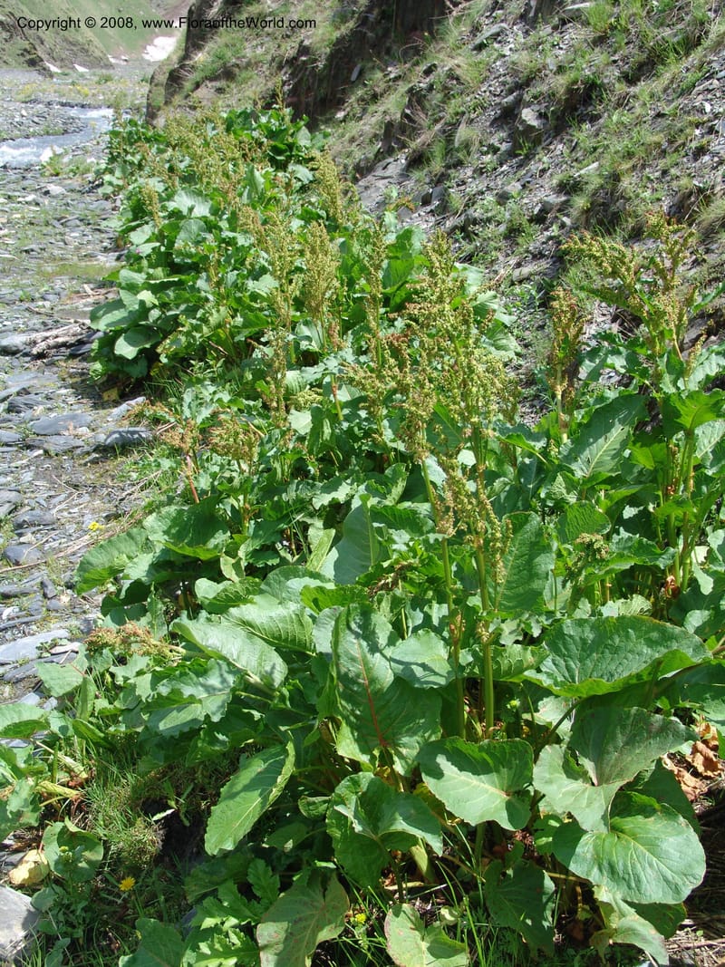 Rumex alpina--Georgia. Kazbegi region. Kora Gorge. 3 Jun 05. 018.jpg