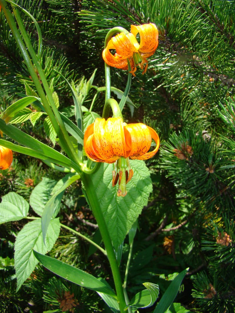Lilium carniolicum, CDavidson11253--Slovenia. Gorenska Reg. Velika Planina. 6 Jul 08. 127.jpg