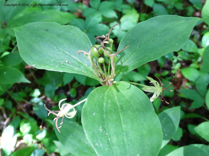 Medeola virginiana, Davidson, C 13047--South Carolina. Oconee Co. Brasstown Cr. 19 May 2015. DSC06413 (127).JPG