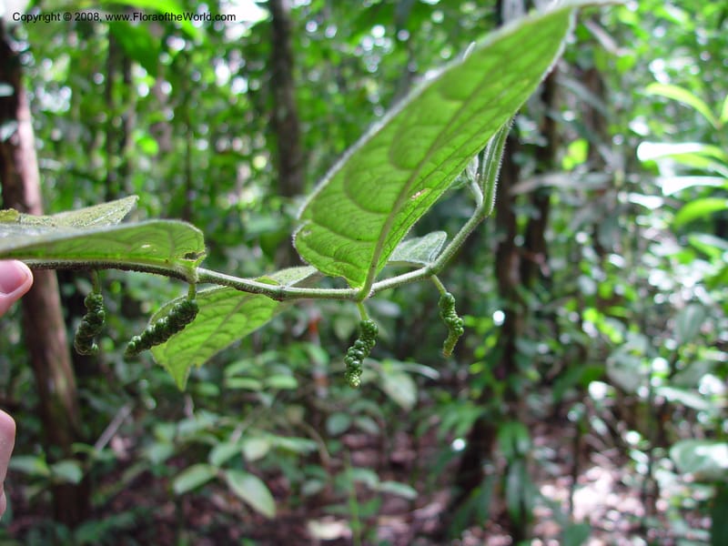 Piper brownsburgense, ETepe530--Fr. Guiana. Tresor Res. Nat. 12 Mch 02. 003.jpg