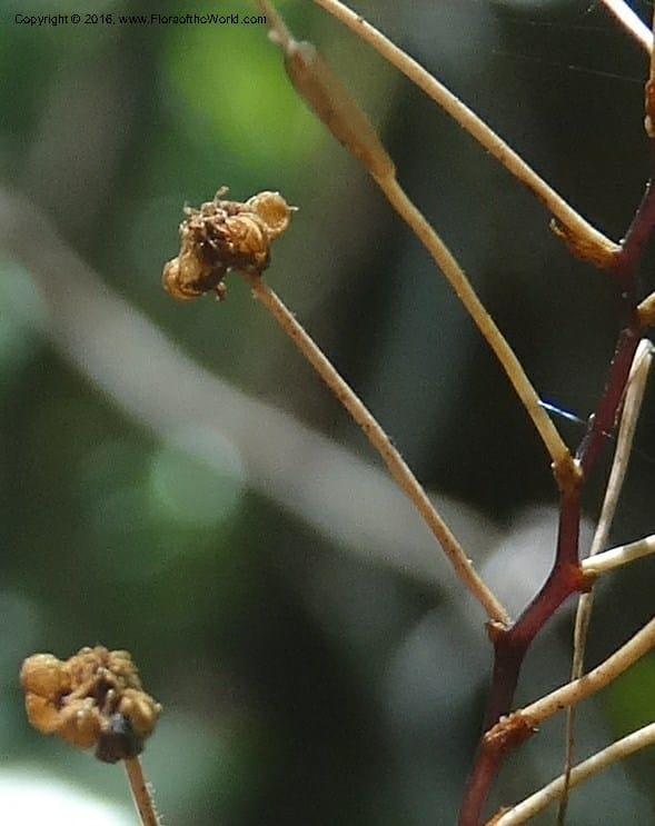 Sciaphila, Davidson, C 12754--Sabah. Hampuan FR. 13 Oct 2014. DSC04689 (23).JPG