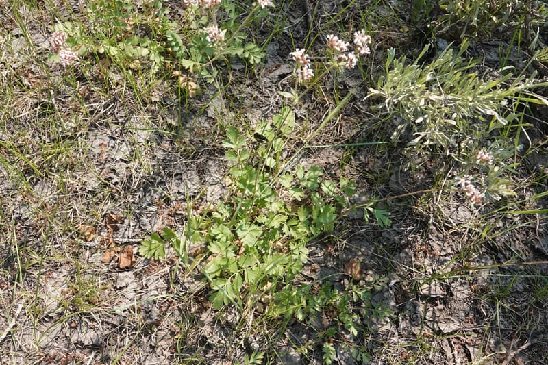 Horkelia fusca subsp. capitata, Davidson 14213--OR. Harney Co. Steens Mtn. July 2021. DSC09986 (687).JPG
