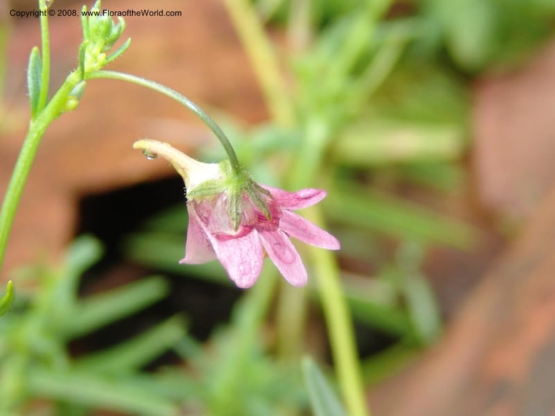 Nemesia fruticans--So.Africa. Mpmal. R37 to Lydenburg.16 Mch 05. 044.jpg